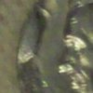 1983-P-Nickel-Cud,-I-Think?